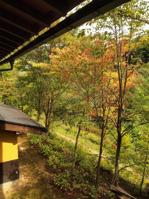 ロビーから見える山桜の紅葉