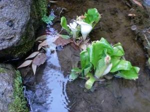 ちょっと大きくなった水芭蕉