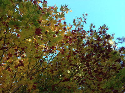 福地温泉の紅葉　今が旬