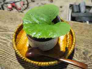 山里のいおり草円の料理 山里のいおり草円の料理